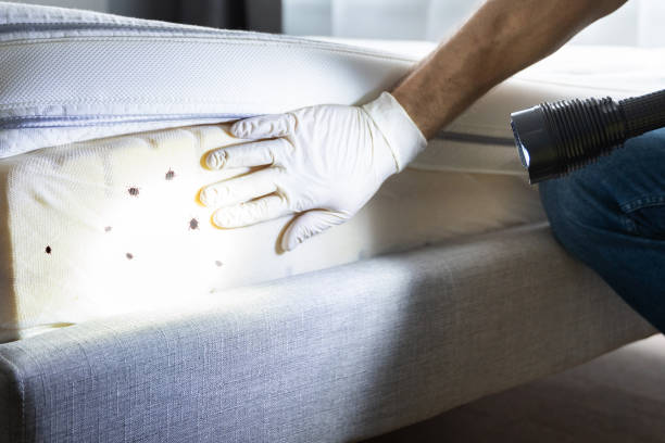Best Emergency Pest Control  in Cockrell Hill, TX