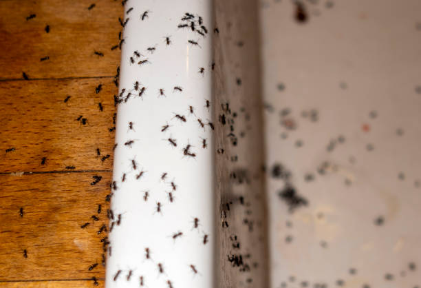 Best Termite Control Services  in Cockrell Hill, TX