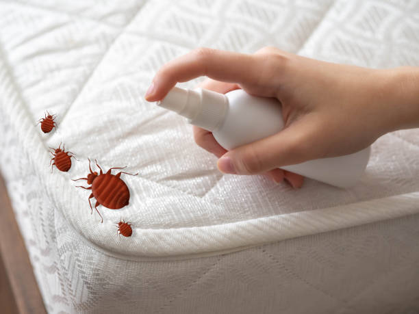 Best Pest Inspection Near Me  in Cockrell Hill, TX