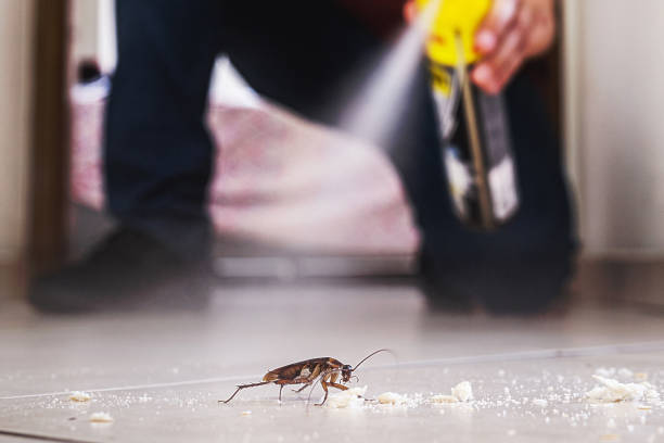 Reliable Cockrell Hill, TX Pest Control Solutions