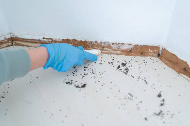 Best Best Pest Control Companies  in Cockrell Hill, TX
